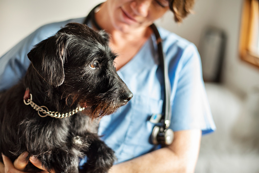Imagen dibujada de un veterinario sosteniendo a un perro.