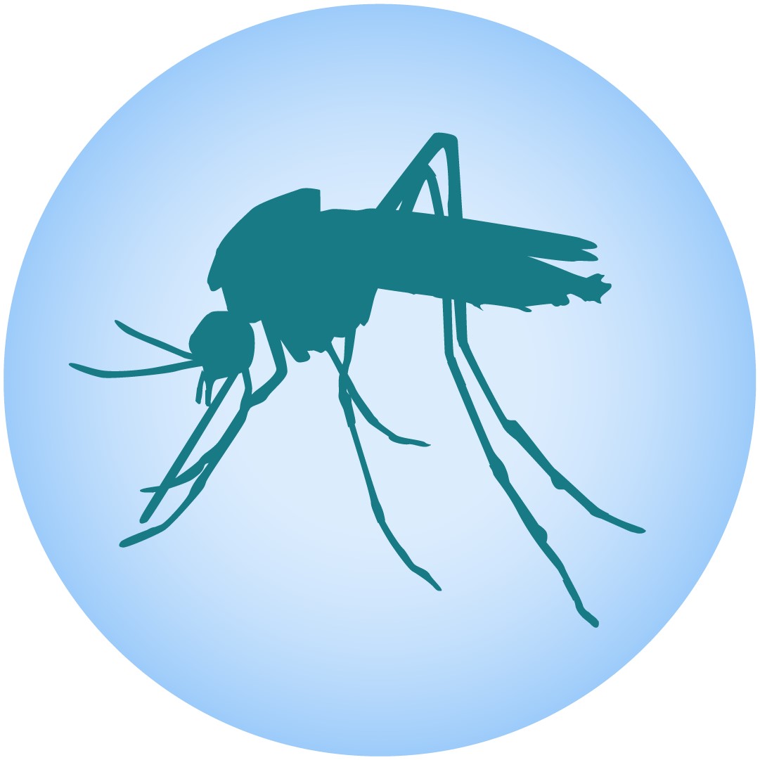 mosquito_web.jpg